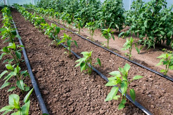 Irrigation Line Installation